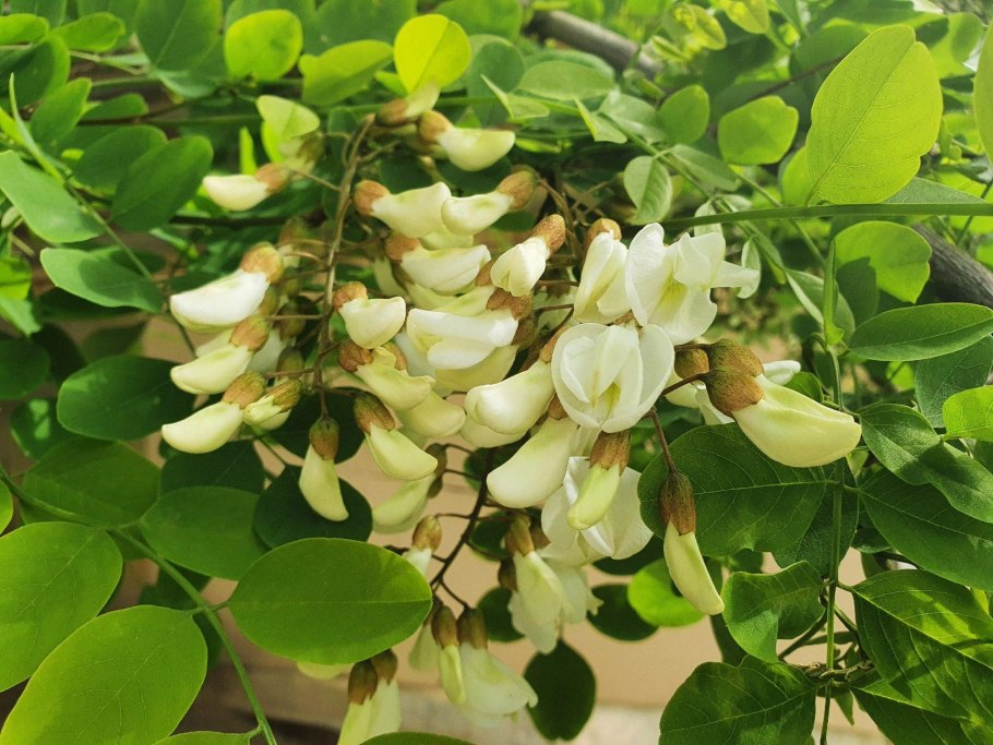 Липа отростки