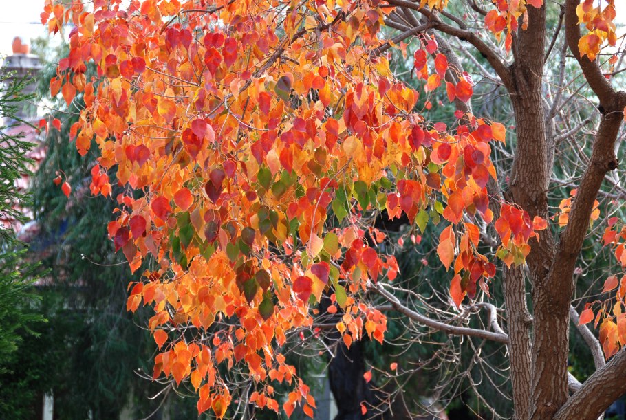 Stillingia (Стиллингия Лесная)