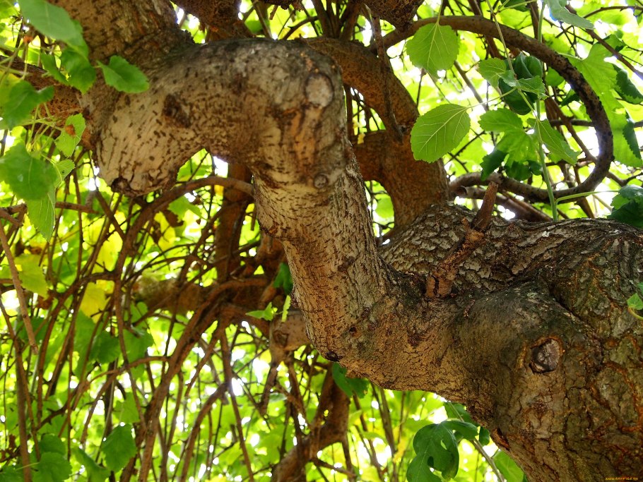 Дерево с листьями похожие на сердечки