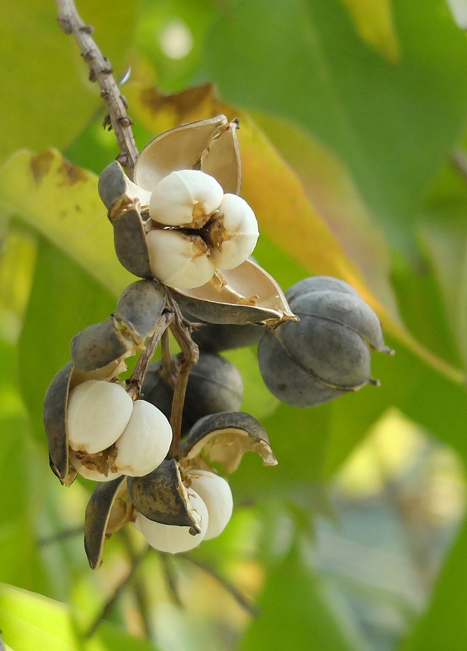 Сапиум салоносный (сальное дерево) растение