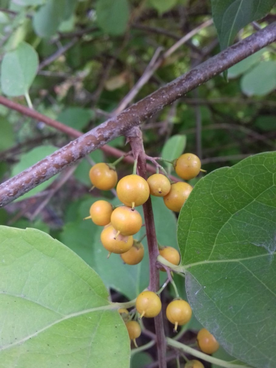 Фикус Сочи дерево