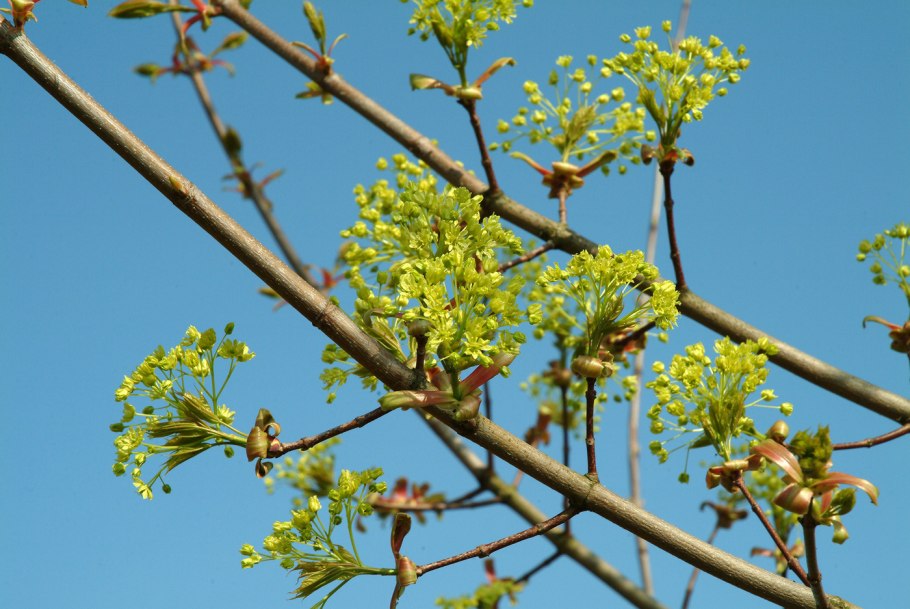 Двойные деревья фото