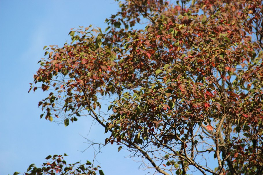 Конфетное дерево в дендрарии Сочи