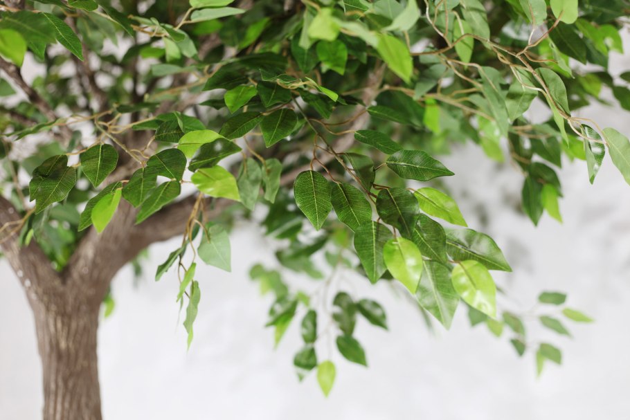 Сапиум салоносный