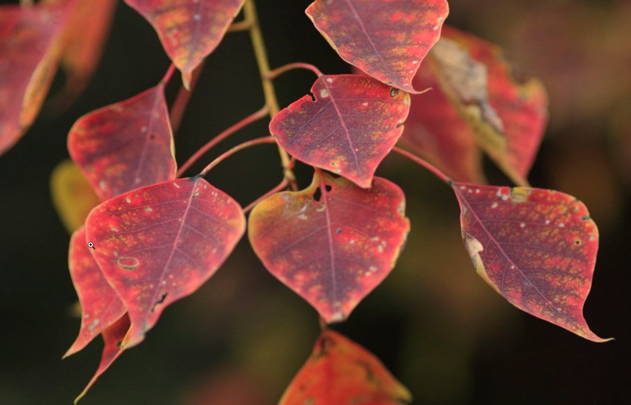 Актинидия киви