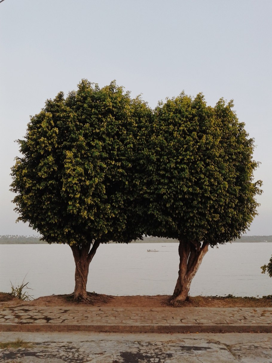 Кигелия колбасное дерево