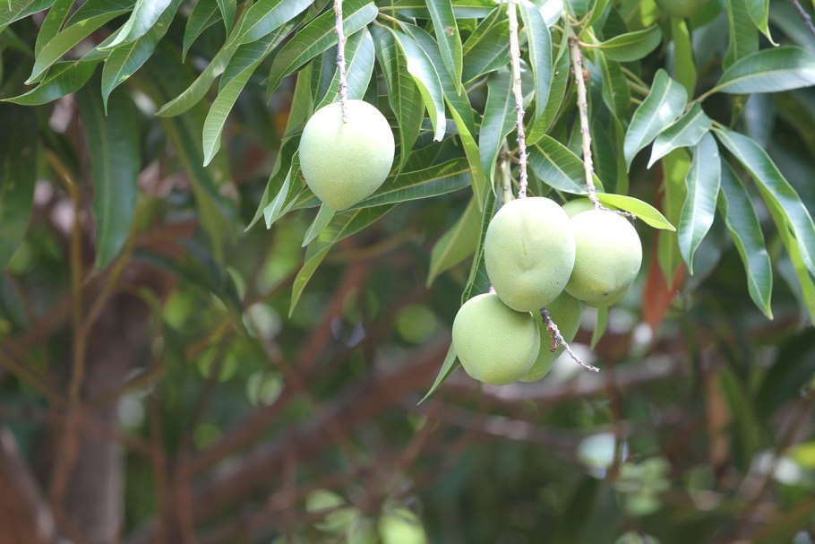 Плоды дерева из сочинского дендрария