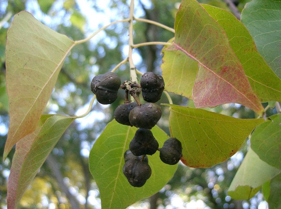 Сапиум сальное дерево