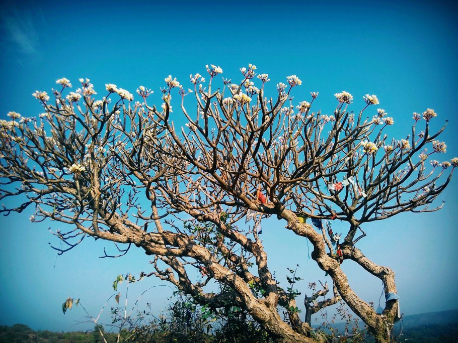 Аргановое дерево марокко