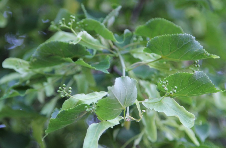 Морозобой на деревьях