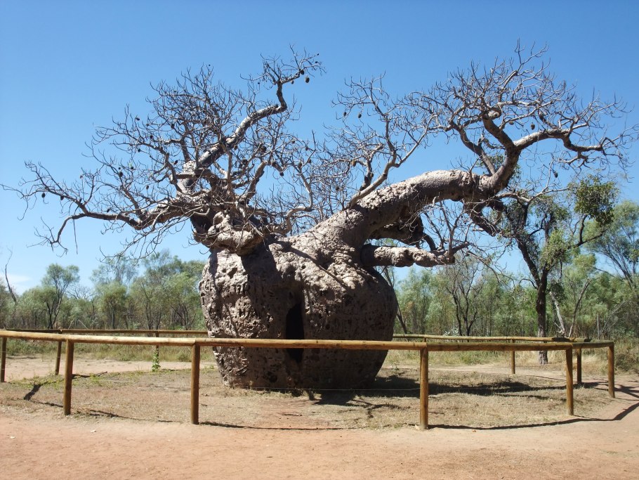 Дерево баобаб австралия