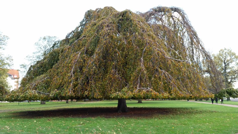 Древние деревья