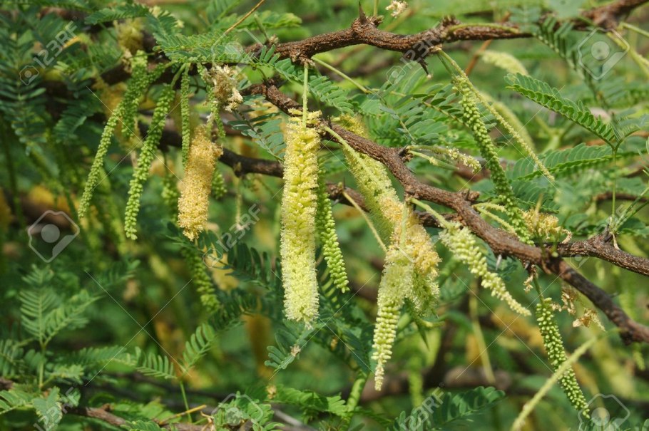 Цветоголовник Западный Cephalanthus occidentalis