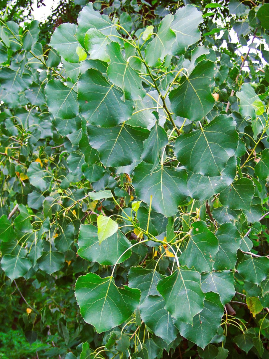 Кешью Бразилия