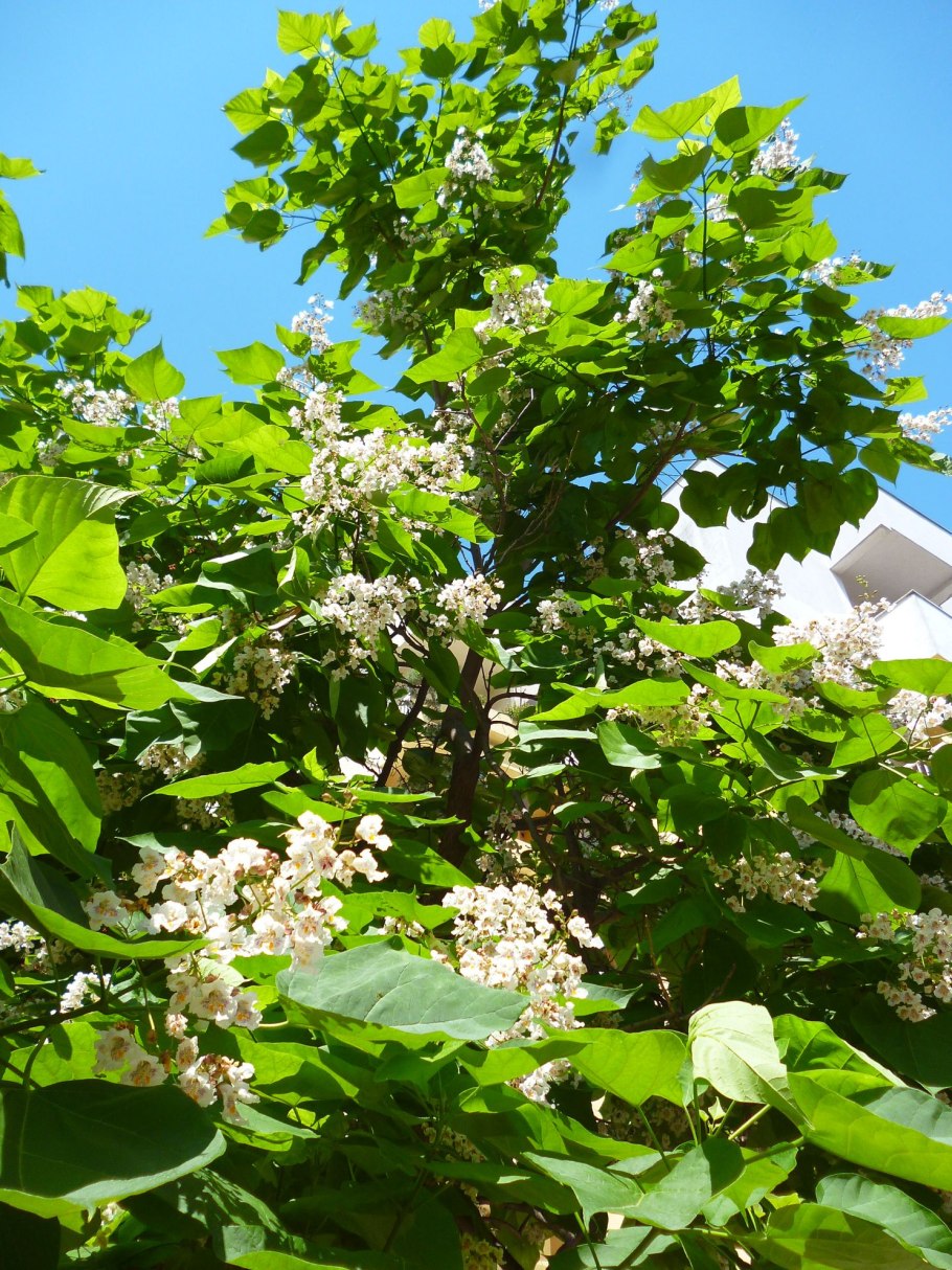 Катальпа обыкновенная бигнониевидная