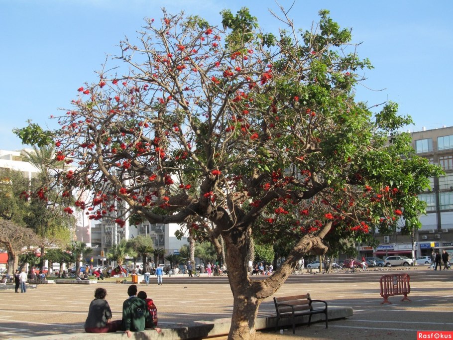 Катальпа бигнониевидная (Catalpa bignonioides)