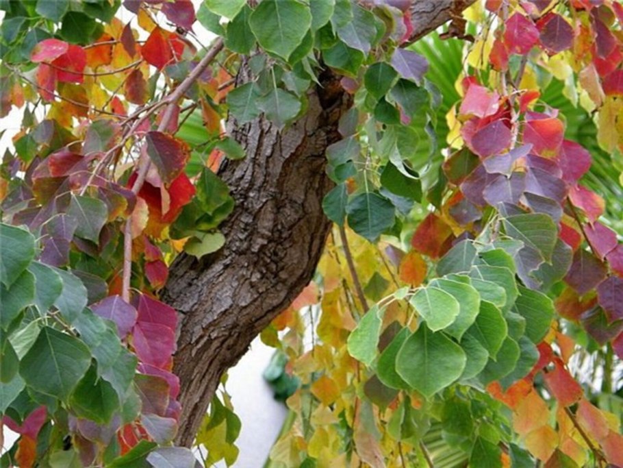Triadica sebifera. Расположение листьев