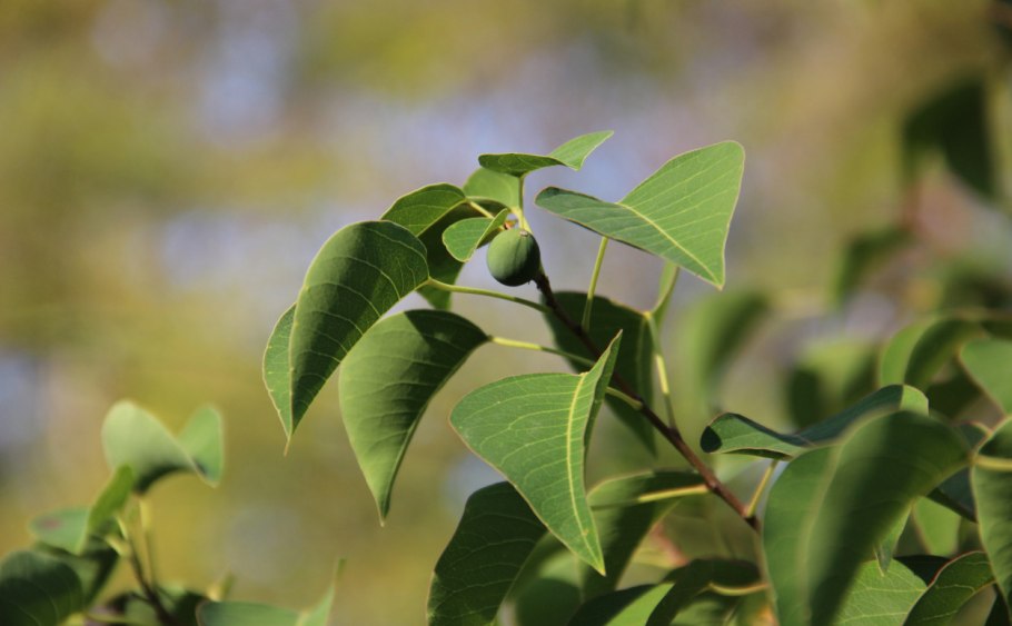 Китайское сальное дерево