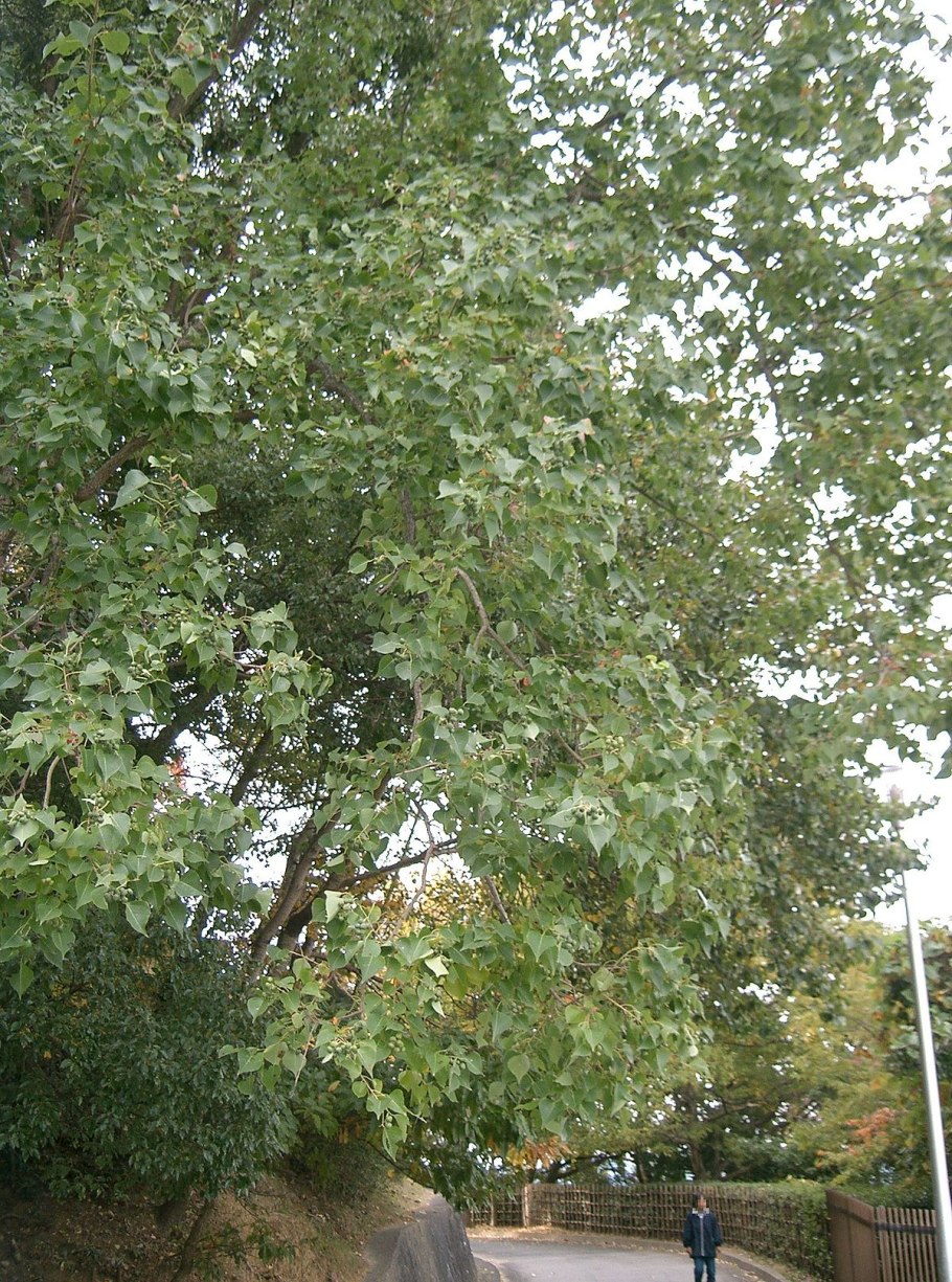 Дерби (Западная Австралия)