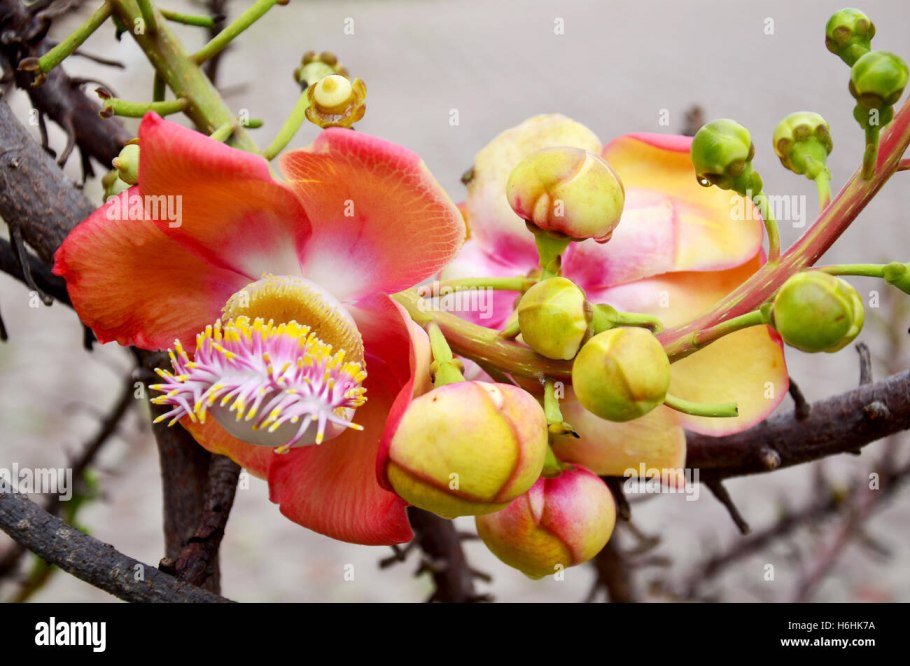 Мускат орех дерево