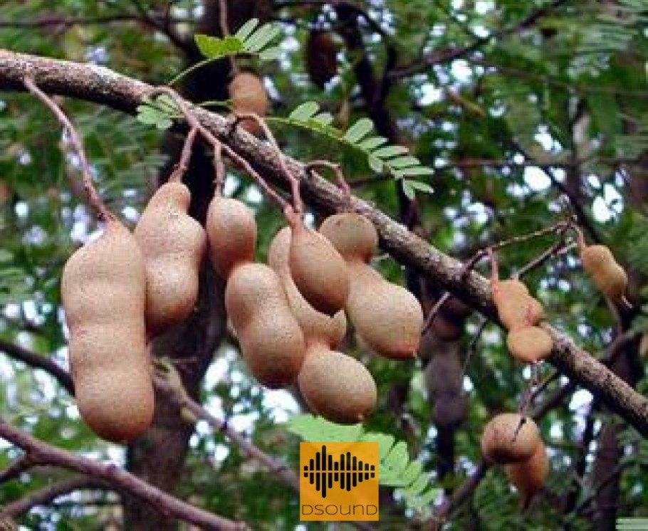 Тамаринд фрукт