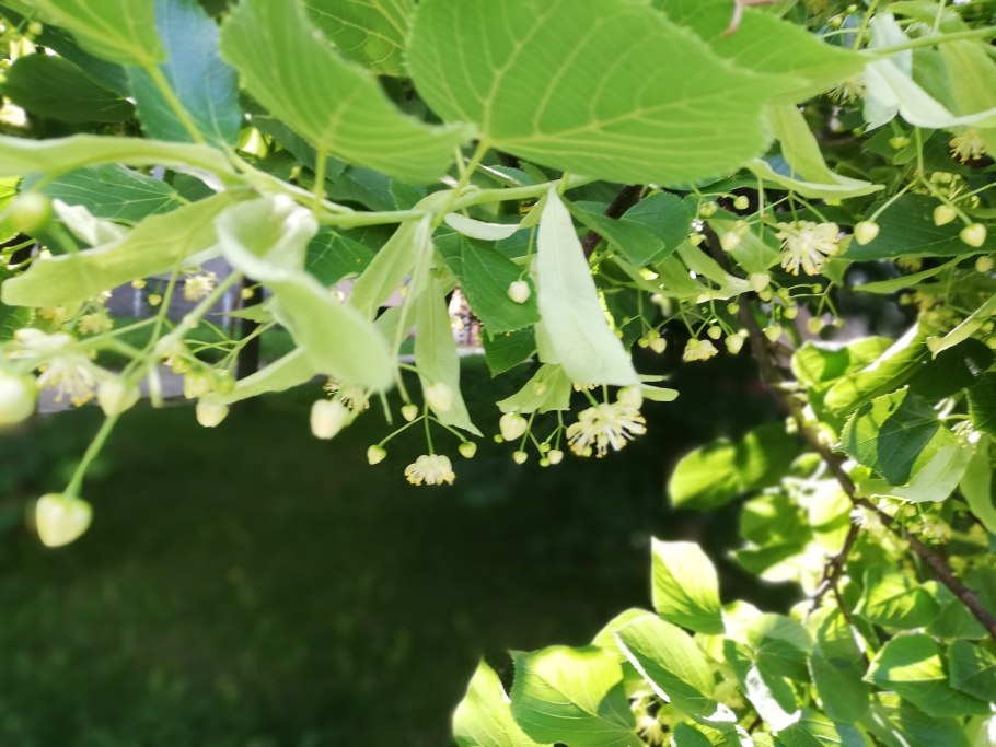 Орех кешью дерево