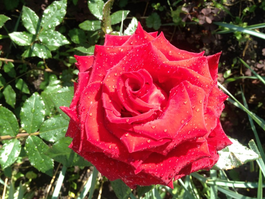 Новые цветы розы