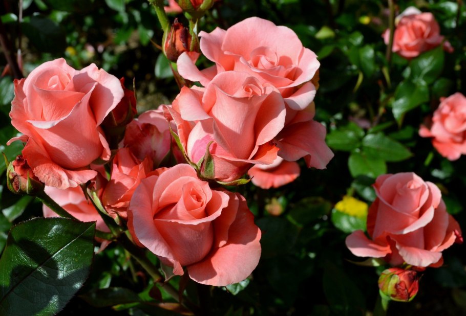 Малиновые розы