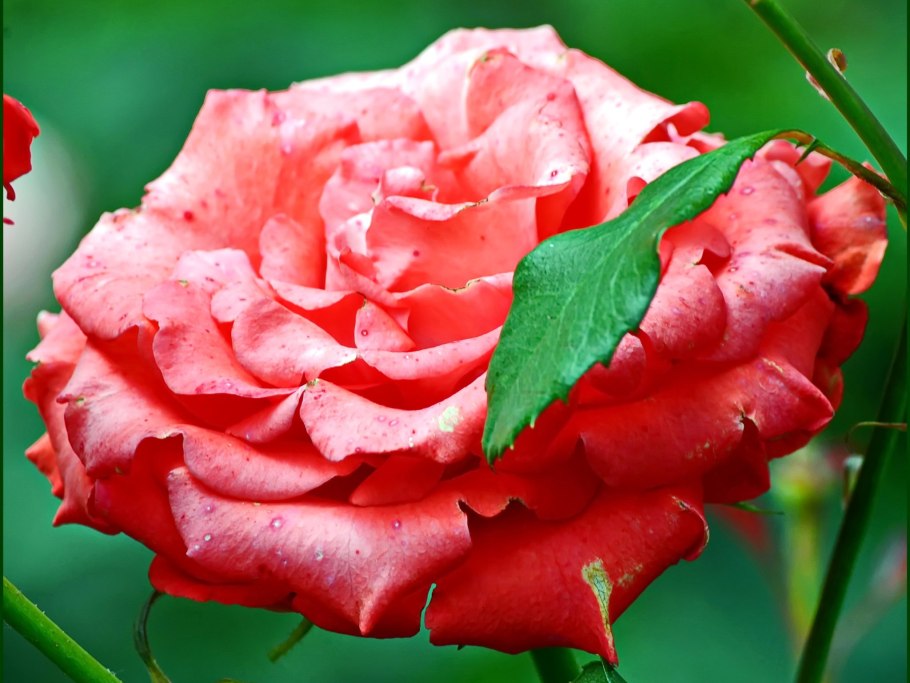 Роза сорт Алма Ата