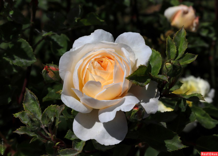 Красивая роза крупным планом