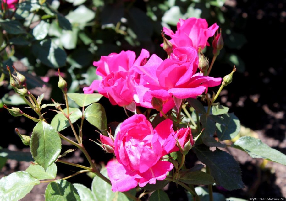 Красивые бутоны роз