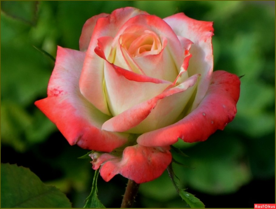 Цветы много