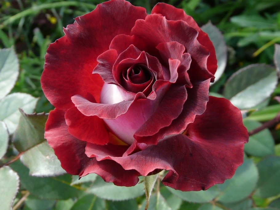 Один цветок