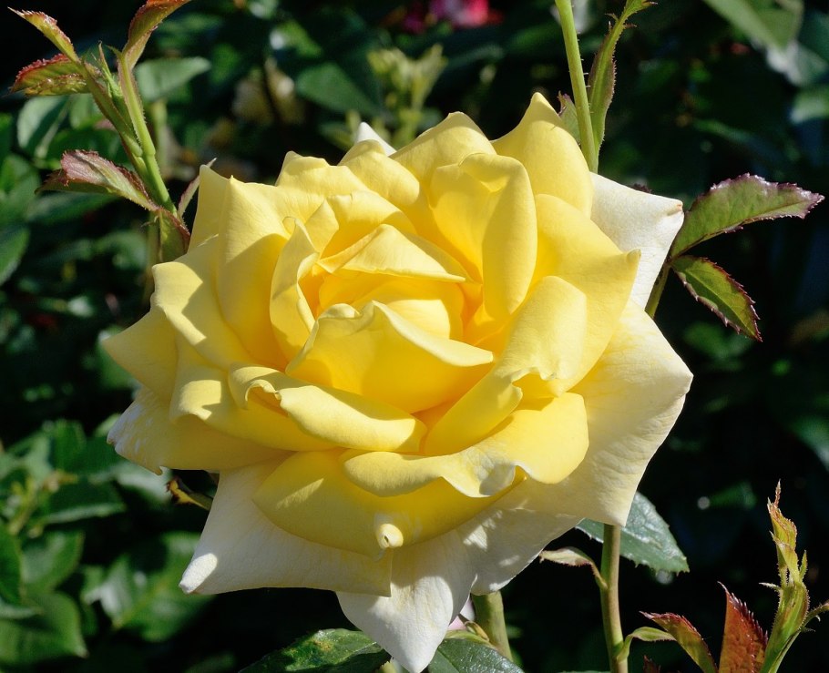 Роза чайно-гибридная Перль Нуар