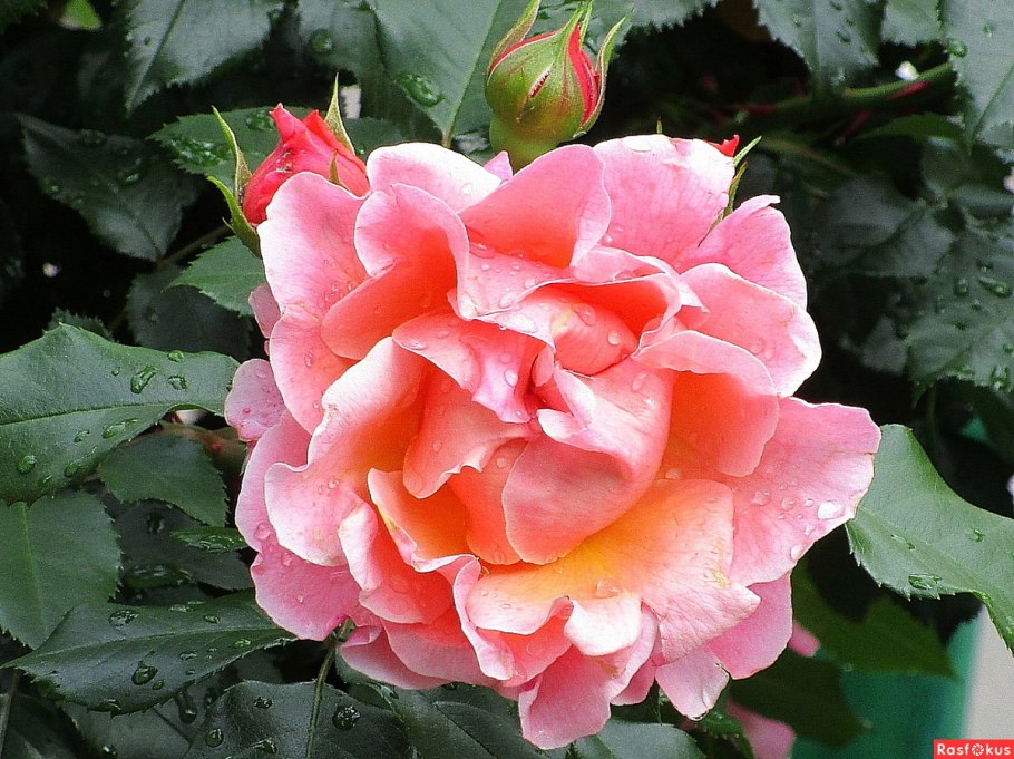 Роза чайно-гибридная Аллилуйя