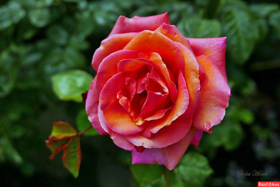 Роза Дукат плетистая