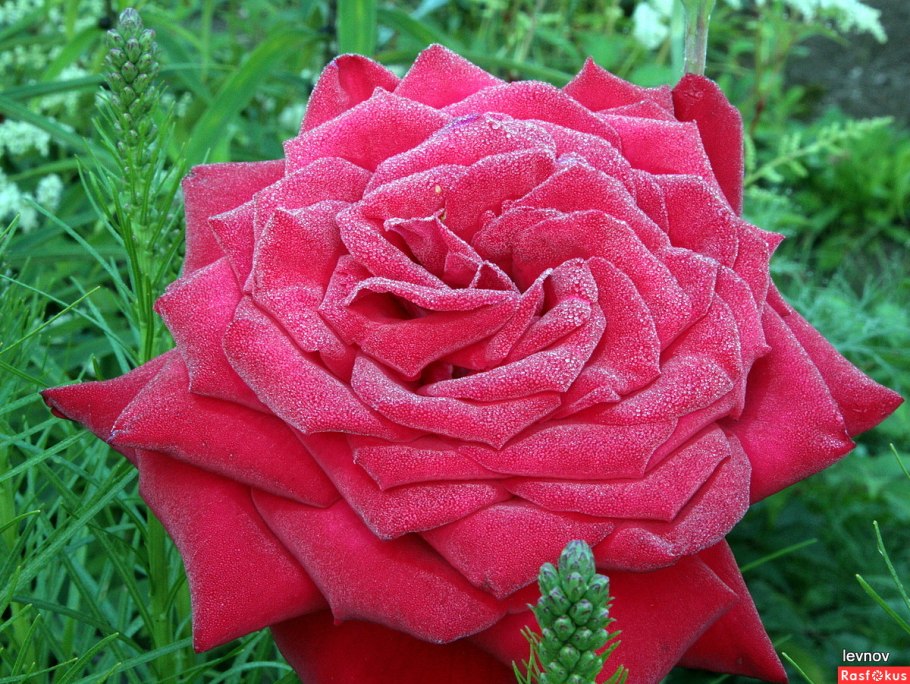 Роза фокус покус