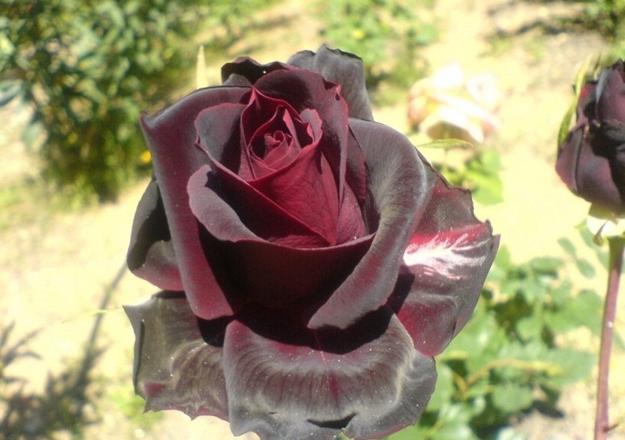 Роза творения