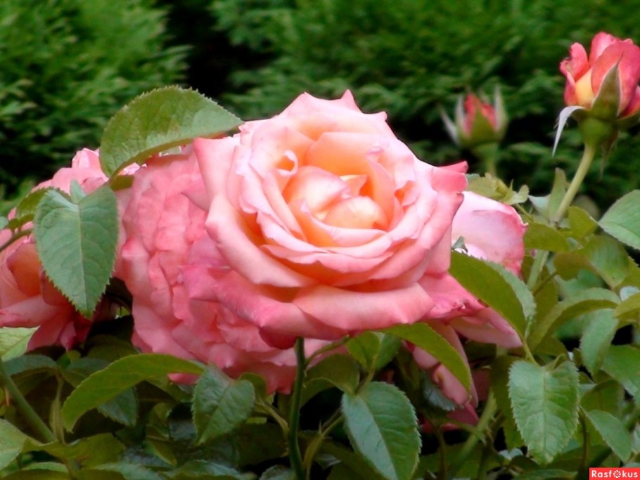 Свежие розы