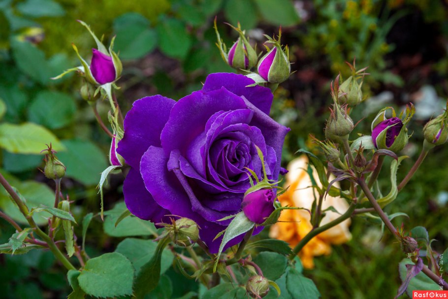 Каоликазали (Kaolikazali)