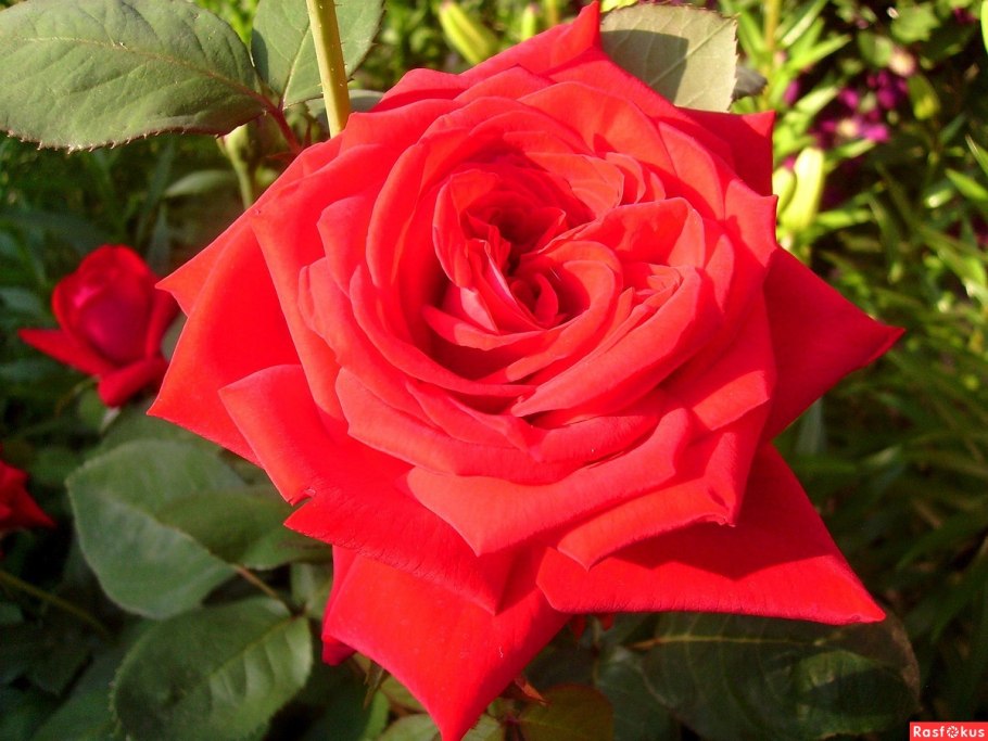 Роза плетистая пестрая