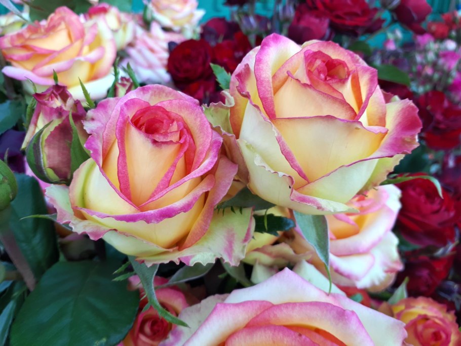 Роза флорибунда энджой