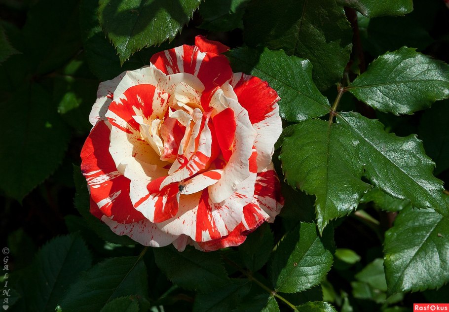 Роза Триумф синяя