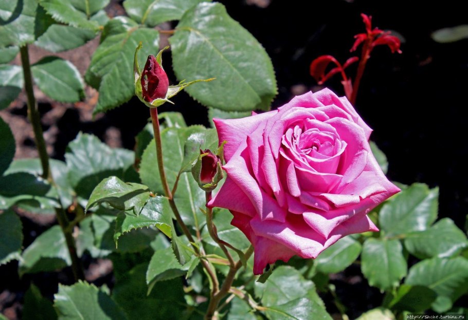 Роза Алустон