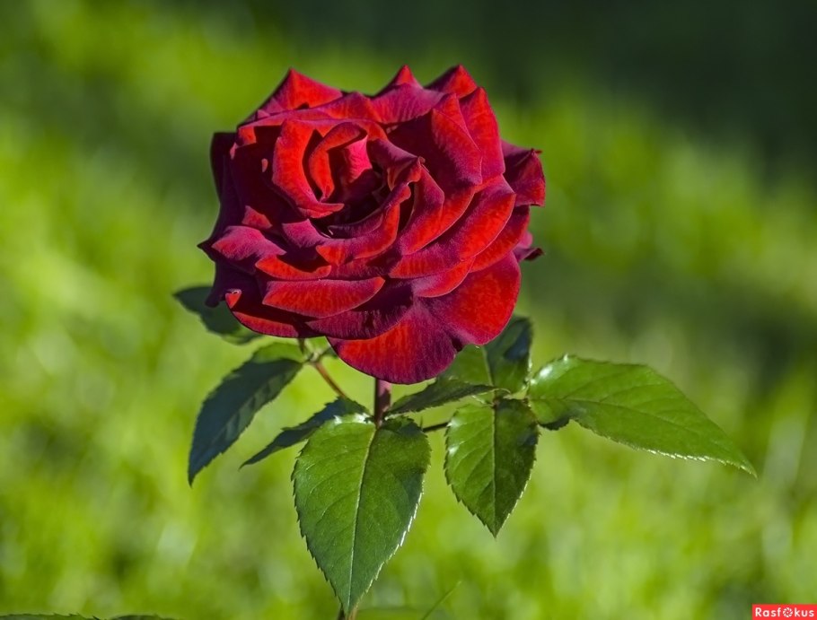 Роза плетистая черная Королева