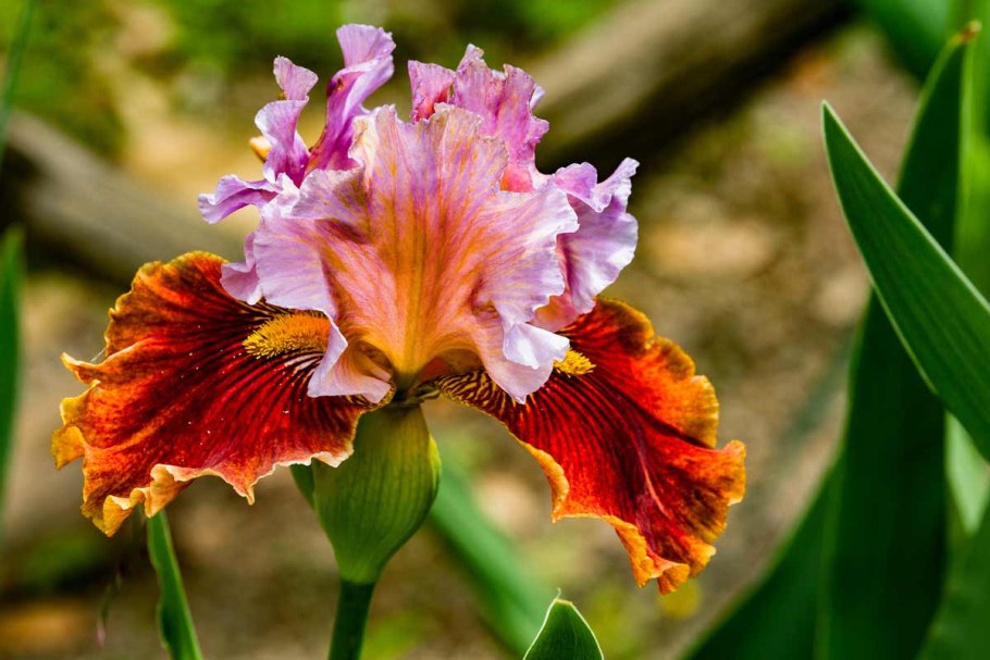 Ирис Касатик