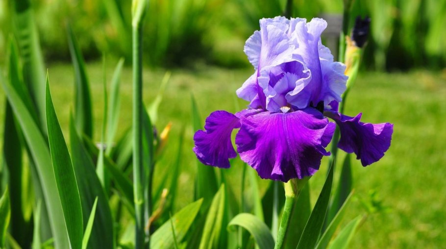 Ирис бородатый Фротингслош