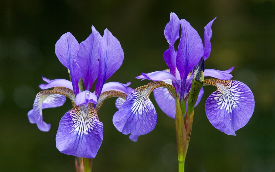 Iris sibirica &#96;Barcelona