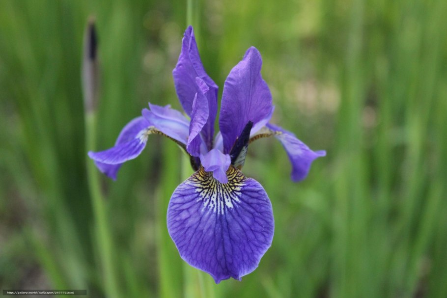 Iris sibirica contrast in Styles