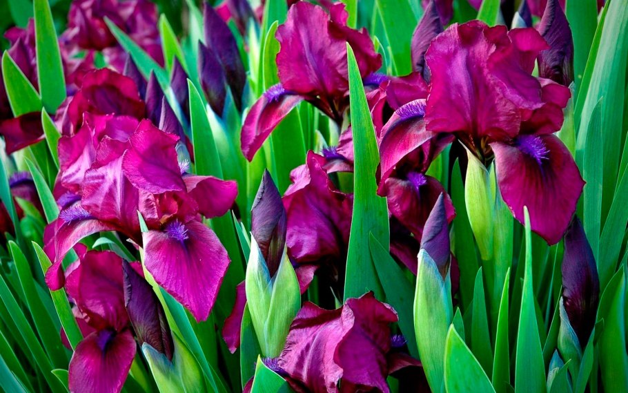 Ирис цветок